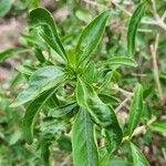 Coptosperma graveolens leaf picture by Susan Brown (cc-by-sa)