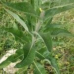 Verbascum lychnitis leaf picture by izu jose (cc-by-sa)