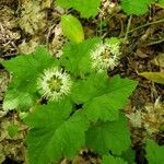 Tiarella cordifolia habit picture by Bianca Legault (cc-by-sa)