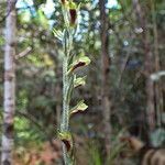 Pachyplectron neocaledonicum flower picture by Richard Chesher (cc-by-sa)