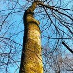 Tilia americana habit picture by Maarten Vanhove (cc-by-sa)