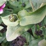 Zinnia elegans fruit picture by Santos Juan (cc-by-sa)