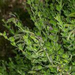 Cytisus villosus habit picture by Martin Bishop (cc-by-sa)