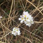 Androsace adfinis flower picture by Arthur de Cazenove (cc-by-sa)