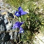 Gentiana verna flower picture by danieldiaz (cc-by-sa)