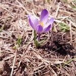 Crocus vernus habit picture by Clément Couloigner (cc-by-sa)