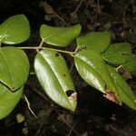 Dalbergia retusa leaf picture by Nelson Zamora Villalobos (cc-by-nc)