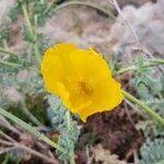 Glaucium flavum flower picture by melgoui olga (cc-by-sa)