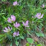 Trifolium alpinum habit picture by Jacques Zuber (cc-by-sa)