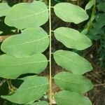 Robinia pseudoacacia leaf picture by Vladimir (cc-by-sa)