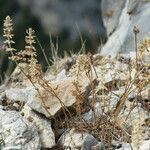 Tragus racemosus habit picture by francois tissot (cc-by-sa)