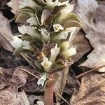 Obolaria virginica flower picture by jimseng jimseng (cc-by-sa)