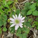 Anemone berlandieri flower picture by Dixie La Pierre (cc-by-sa)