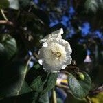 Cordia africana flower picture by Hugo SANTACREU (cc-by-sa)