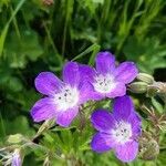 Geranium pratense flower picture by Ludovic Kasperski (cc-by-sa)