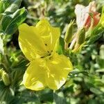 Oenothera indecora flower picture by Trap Hers (cc-by-sa)