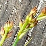 Juncus acutiflorus fruit picture by alain croibien (cc-by-sa)