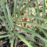 Pteris denticulata habit picture by Trap Hers (cc-by-sa)