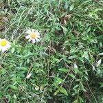 Erigeron karvinskianus habit picture by Simon Cadeilhan (cc-by-sa)