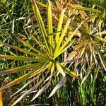 Cyperus papyrus leaf picture by rubenberrea (cc-by-sa)