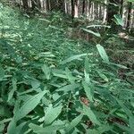 Prenanthes purpurea habit picture by Jindřich Jindřich (cc-by-sa)