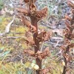 Orobanche rapum-genistae fruit picture by pakoR (cc-by-sa)