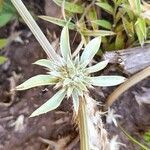 Eryngium nudicaule leaf picture by Trap Hers (cc-by-sa)