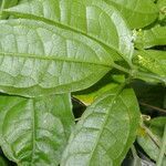 Cyclanthera lalajuela leaf picture by Nelson Zamora Villalobos (cc-by-nc)