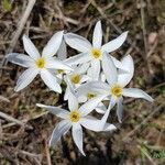 Narcissus obsoletus flower picture by Wilma Joosten-Gerrits (cc-by-sa)