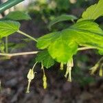 Ribes cynosbati flower picture by Dayna Hillcrest (cc-by-sa)