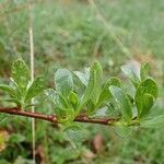 Salix retusa habit picture by Yoan MARTIN (cc-by-sa)