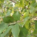 Cornus mas leaf picture by nat natalia (cc-by-sa)