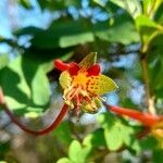 Tropaeolum pentaphyllum flower picture by Trap Hers (cc-by-sa)