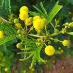 Vachellia nilotica flower picture by Mr Coetzer (cc-by-sa)