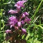 Dactylorhiza saccifera flower picture by Angelos (cc-by-sa)