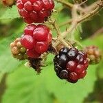 Rubus armeniacus fruit picture by Dieter Albrecht (cc-by-sa)