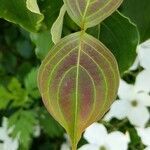 Cornus kousa leaf picture by Matthias Foellmer (cc-by-sa)