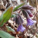 Pulmonaria montana fruit picture by Yoan MARTIN (cc-by-sa)