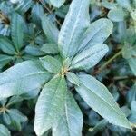 Rhododendron ferrugineum leaf picture by Lisa (cc-by-sa)