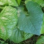 Dioscorea communis leaf picture by kats yuki (cc-by-sa)