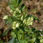 Anthriscus sylvestris flower picture by Irène MARIETTE (cc-by-sa)