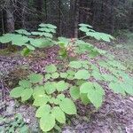 Aralia racemosa habit picture by Joe Scott (cc-by-sa)