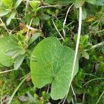 Ranunculus thora leaf picture by jack (cc-by-sa)