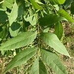 Fraxinus pennsylvanica leaf picture by Esther Chiang (cc-by-sa)