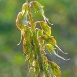 Melilotus altissimus fruit picture by Pierre LEON (cc-by-sa)