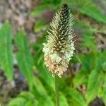 Plantago lanceolata flower picture by Marc Termonia (cc-by-sa)