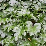 Acanthus mollis habit picture by Fabrice Rubio (cc-by-sa)