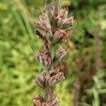 Lythrum salicaria fruit picture by Else Nolden (cc-by-sa)