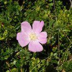 Rosa sherardii flower picture by Christian BORDENAVE (cc-by-sa)