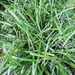 Carex pendula habit picture by Dimas Fernández Otero (cc-by-sa)